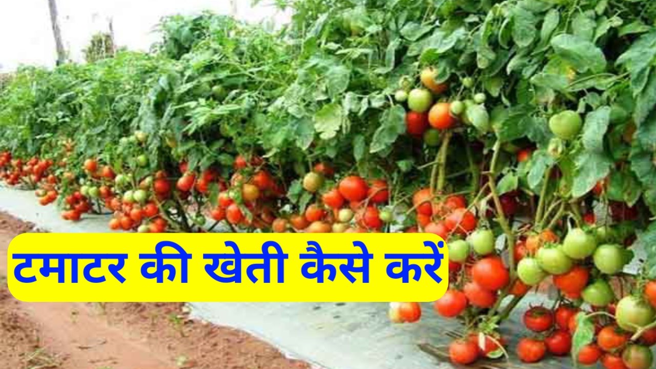 Tamatar Ki Kheti Kaise Kare: टमाटर की खेती कैसे करें