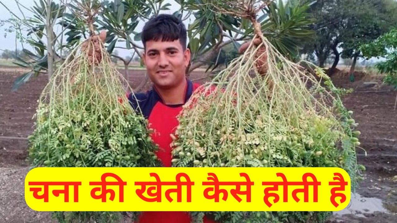 Chana Ki Kheti Kaise Hoti hai: चना की खेती कैसे होती है? यहां पर जाने पूरी जानकारी