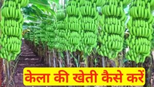 Kela Ki Kheti Kaise Karen: केले की खेती कैसे करें