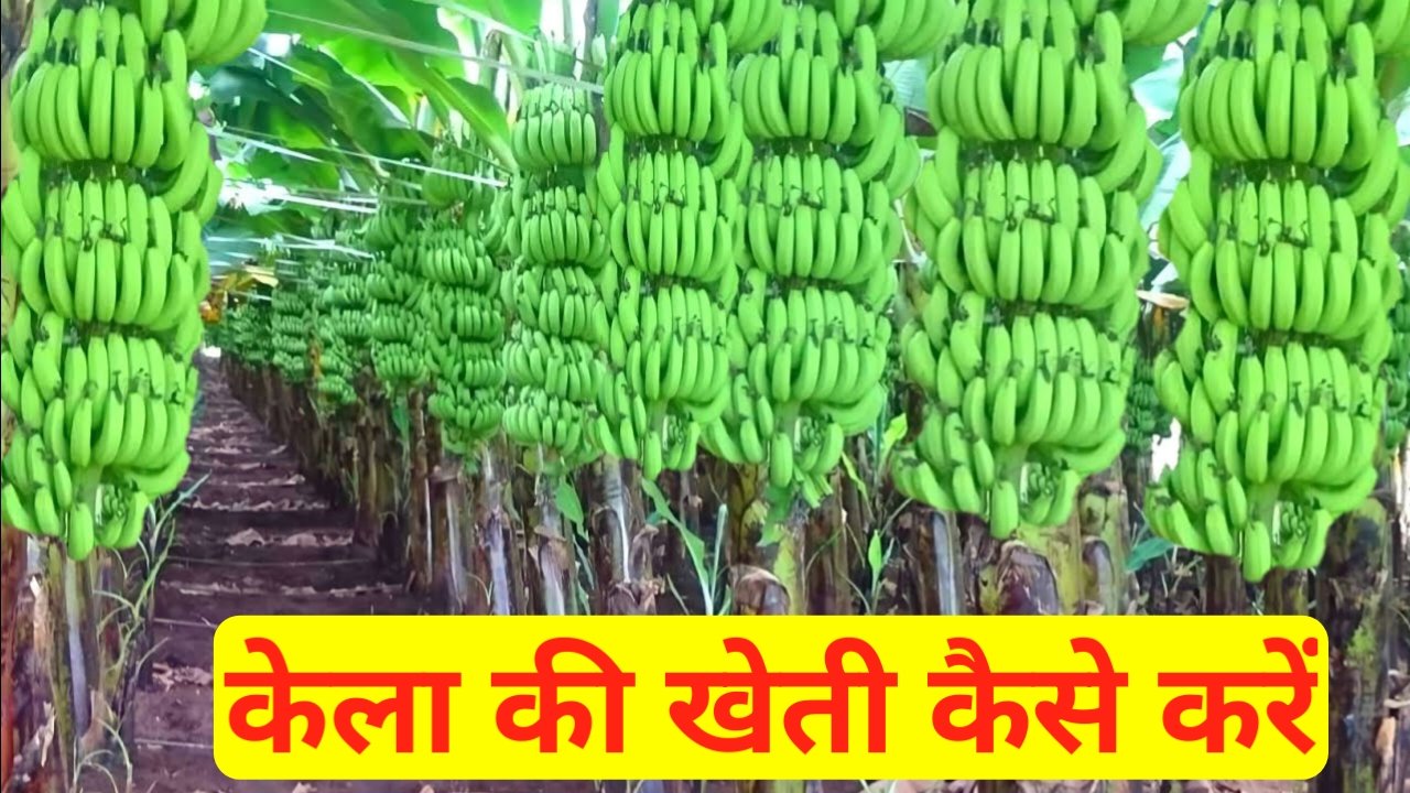 Kela Ki Kheti Kaise Karen: केले की खेती कैसे करें