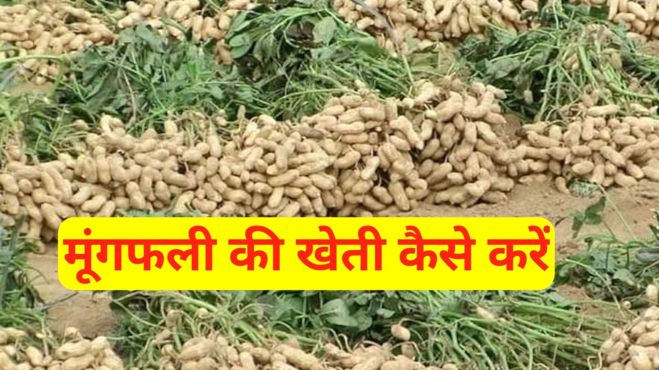 Mungfali Ki Kheti Kaise Kare: मूंगफली की खेती कैसे करें