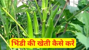 Bhindi ki kheti kaise kare: भिंडी की खेती कैसे करें